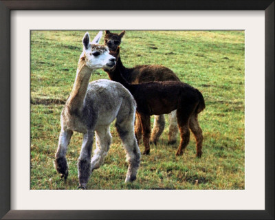 Sheared Alpacas Look Around Their Field August17, 2003, In Sandpoint, Idaho by Jay Cohn Pricing Limited Edition Print image