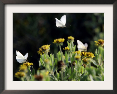 Butterflies Land On Wild Flowers At Boca Chica, Texas by Eric Gay Pricing Limited Edition Print image