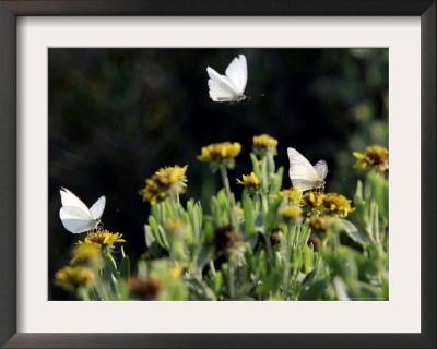 Butterflies Land On Wild Flowers At Boca Chica, Texas by Eric Gay Pricing Limited Edition Print image