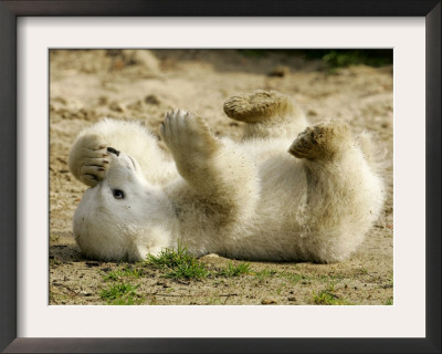Polar Bear Cub, Berlin, Germany by Franka Bruns Pricing Limited Edition Print image