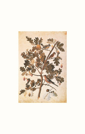 Quercus Robur E Parus Coerculeis by Jacopo Ligozzi Pricing Limited Edition Print image