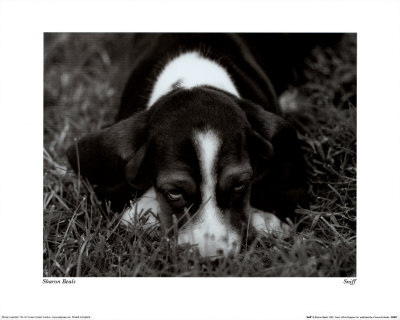 Sniff by Sharon Beals Pricing Limited Edition Print image