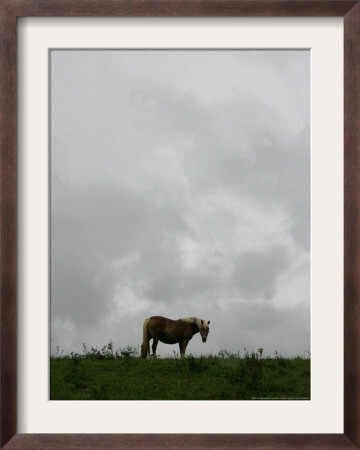 Horse Stands On A Rainy Meadow, St. Peter, Germany by Winfried Rothermel Pricing Limited Edition Print image