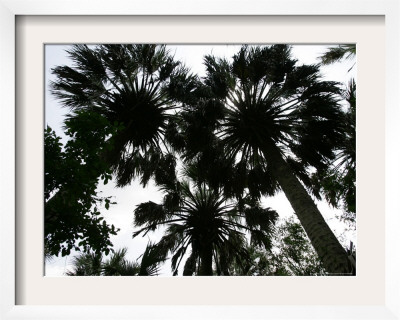 Sabal Palms Near Border Fence, Brownsville, Texas by Eric Gay Pricing Limited Edition Print image