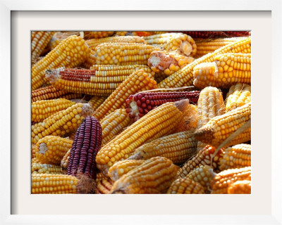 View Of Ears Of Organic Corn In Bussunaritz, Southwestern France, Saturday, October 28, 2006 by Bob Edme Pricing Limited Edition Print image