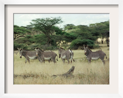 Zebras Pause On The Savannah In The Shaba Game Reserve by Chris Tomlinson Pricing Limited Edition Print image
