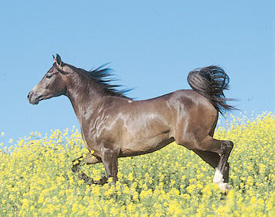 Running Horse In Field by Ron Kimball Pricing Limited Edition Print image