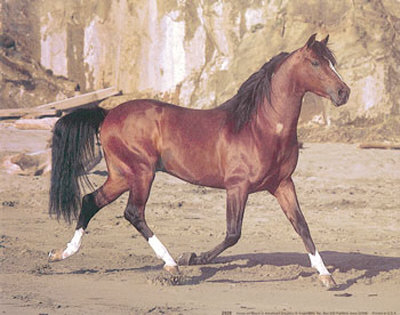 Horse On Beach by Ron Kimball Pricing Limited Edition Print image