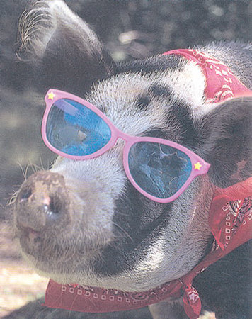 Pig In Sunglasses by Bruce Curtis Pricing Limited Edition Print image