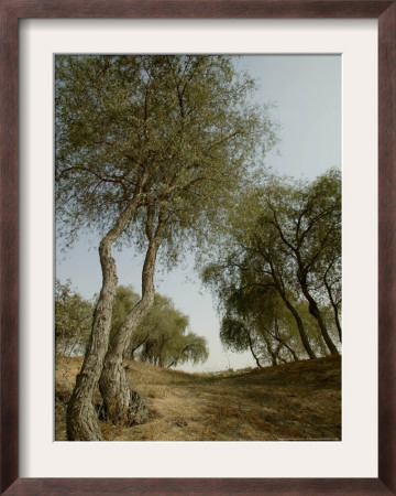 Ghaf, Emirates Desert Tree, Dubai by Nousha Salimi Pricing Limited Edition Print image