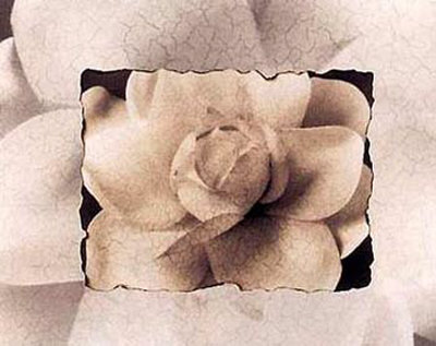 Gardenia by Dick & Diane Stefanich Pricing Limited Edition Print image