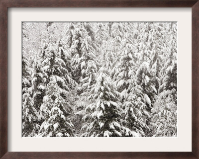 Heavy Snow Hangs On Trees Along Hurricane Ridge by Jeffrey Phelps Pricing Limited Edition Print image