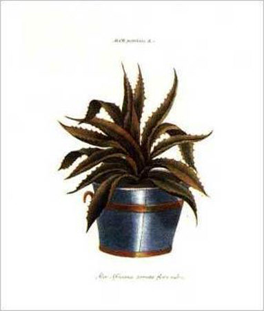 Aloe Africana Serrata by Johann Wilhelm Weinmann Pricing Limited Edition Print image