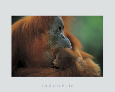 Orangutan by Anup & Manoj Shah Pricing Limited Edition Print image