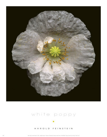 White Poppy by Harold Feinstein Pricing Limited Edition Print image