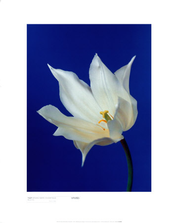 Tulip Nature's White On Deep Blue by Masao Ota Pricing Limited Edition Print image