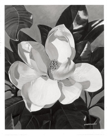White Magnolia by Hornbuckle Pricing Limited Edition Print image