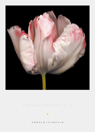 Rememberance by Harold Feinstein Pricing Limited Edition Print image