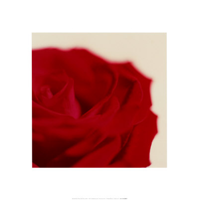 Rose, Dark Red On White by Michael Banks Pricing Limited Edition Print image
