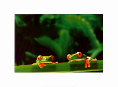 Red Eyed Tree Frogs by Chase Swift Pricing Limited Edition Print image