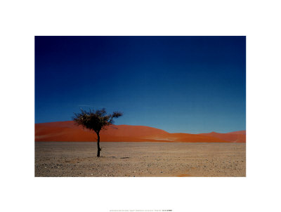Desert Tree, Namibia by J. P. Nacivet Pricing Limited Edition Print image