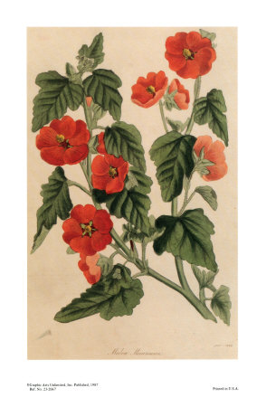 Mr. Munro's Mallow by Joseph Paxton Pricing Limited Edition Print image