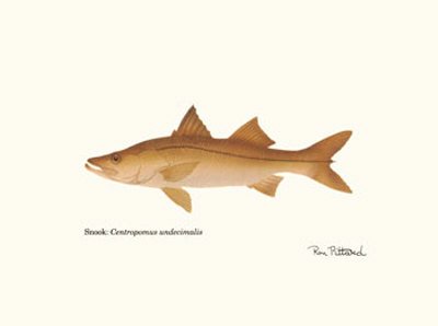 Snook by Ron Pittard Pricing Limited Edition Print image