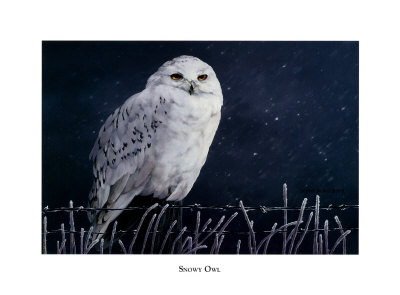 Snowy Owl by Debbie Dubois Pricing Limited Edition Print image