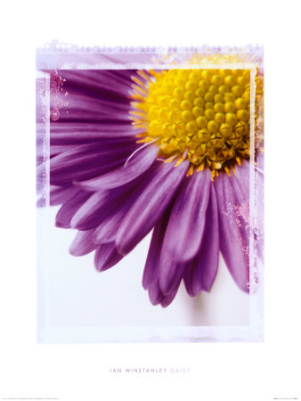 Daisy by Ian Winstanley Pricing Limited Edition Print image
