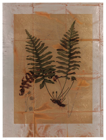Pressed Fern Ii by John Butler Pricing Limited Edition Print image
