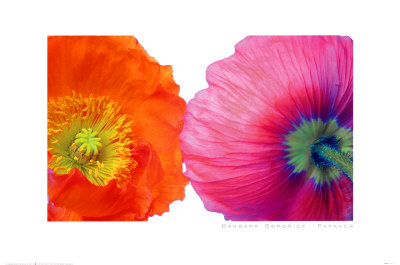 Papaver by Barbara Bordnick Pricing Limited Edition Print image