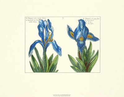 Floral Plate Ix by Crispijn De Passe Pricing Limited Edition Print image