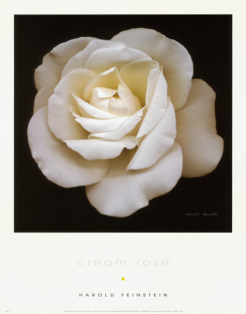 Cream Rose by Harold Feinstein Pricing Limited Edition Print image