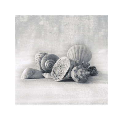 Still Life Of Shells I by Ian Winstanley Pricing Limited Edition Print image
