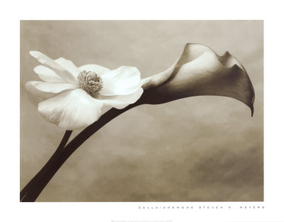 Calla-Anemone by Steven N. Meyers Pricing Limited Edition Print image