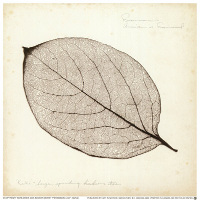 Persimmon Leaf by Booker Morey Pricing Limited Edition Print image