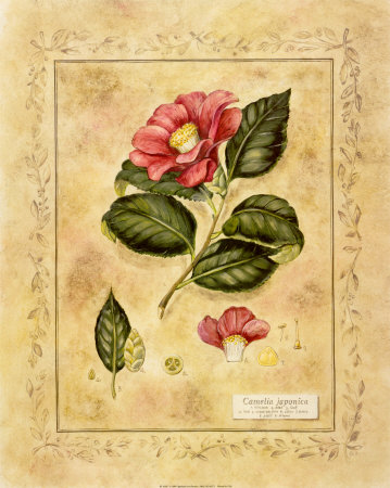 Camelia Japonica by Tara Blomquist Pricing Limited Edition Print image