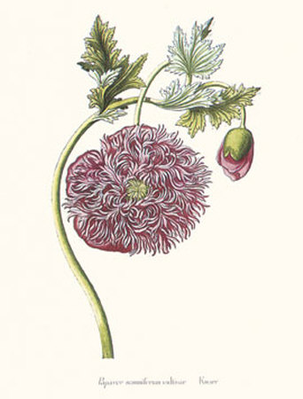 Papaver Somniferum Culti Var by George Wolfgang Knorr Pricing Limited Edition Print image