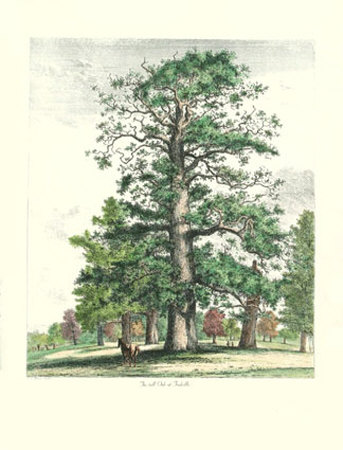 The Tall Oak by Jacob George Strutt Pricing Limited Edition Print image