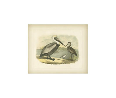 Brown Pelican by Jacob Studer Pricing Limited Edition Print image
