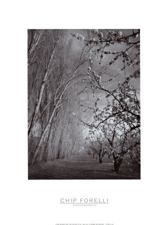Cherry Blossoms by Chip Forelli Pricing Limited Edition Print image