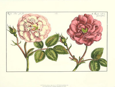 De Passe Roses Alba by Crispijn De Passe Pricing Limited Edition Print image
