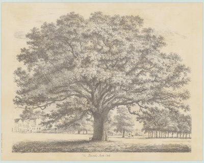 Bounds Park Oak by Jacob George Strutt Pricing Limited Edition Print image