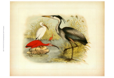Heron And Ibis by Jacob Studer Pricing Limited Edition Print image