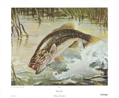 Black Bass by William J. Schaldach Pricing Limited Edition Print image