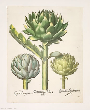 Triple Artichoke by Basilius Besler Pricing Limited Edition Print image