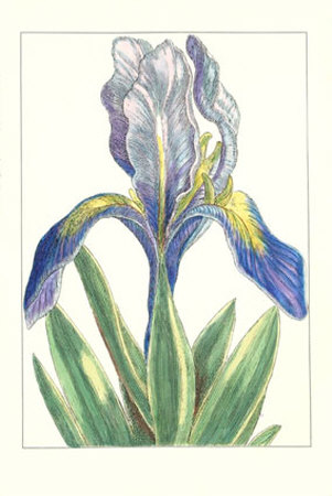De Passe Iris Iii by Crispijn De Passe Pricing Limited Edition Print image