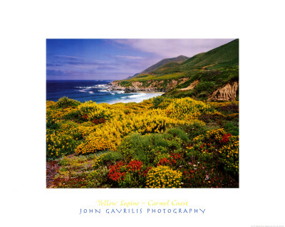 Yellow Lupine by John Gavrilis Pricing Limited Edition Print image