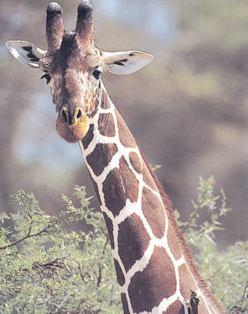 Giraffe by Robert Winslow Pricing Limited Edition Print image
