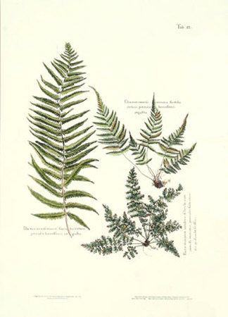 Delicate Fern I by Sir Hans Sloane Pricing Limited Edition Print image